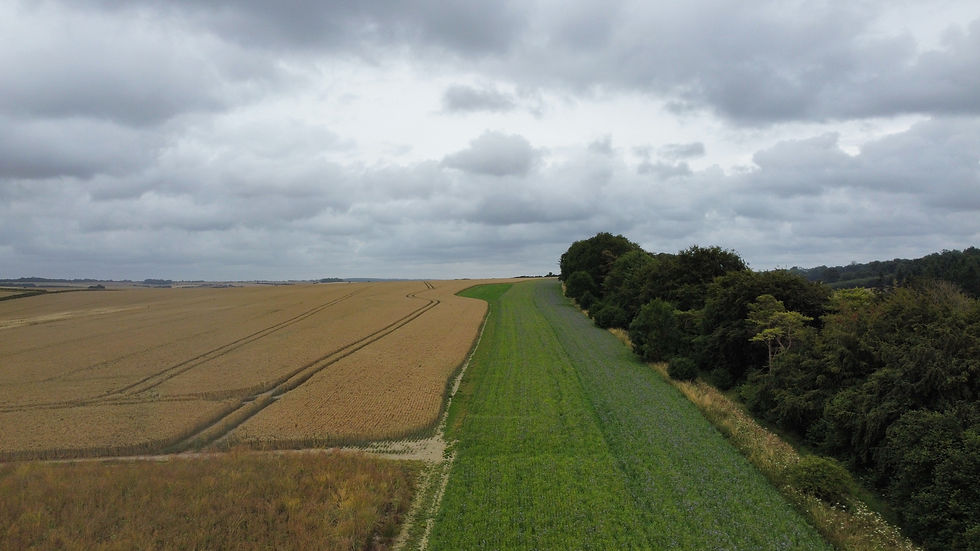 Aerial view of new winter bird food