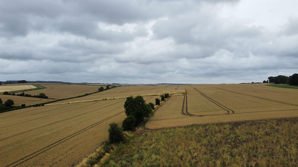 Aerial view 2 year sown legume fallow