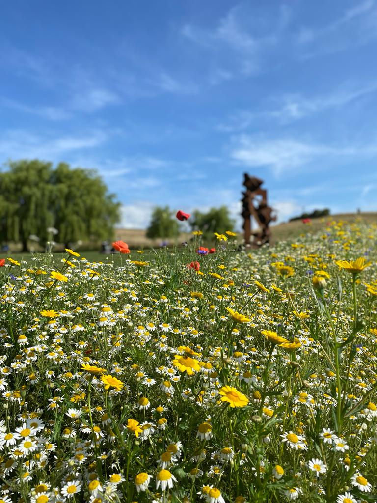 Mature wild flowers