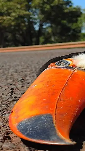 Estudo aponta que 475 milhões de animais são atropelados em rodovias e estradas todos os anos
