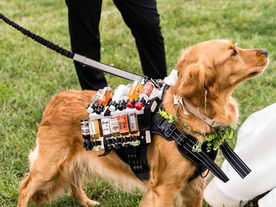 Bride and Groom’s Dog Is 'Barktender' at Star Wars-Themed Wedding: See the Adorable Pup