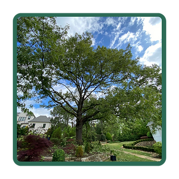 solis tree service swanee georgia