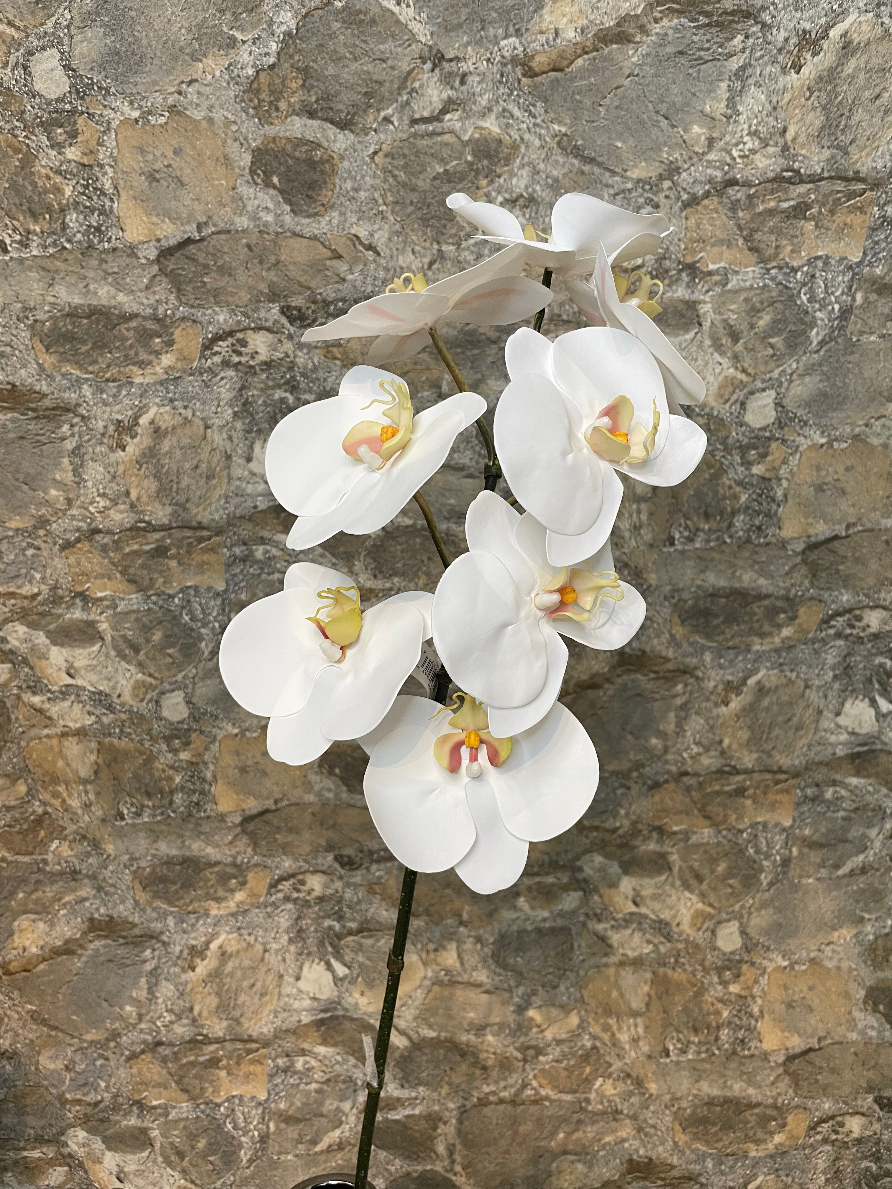 Phalaenopsis blanca x8