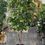 Miniatura: Ficus Verde