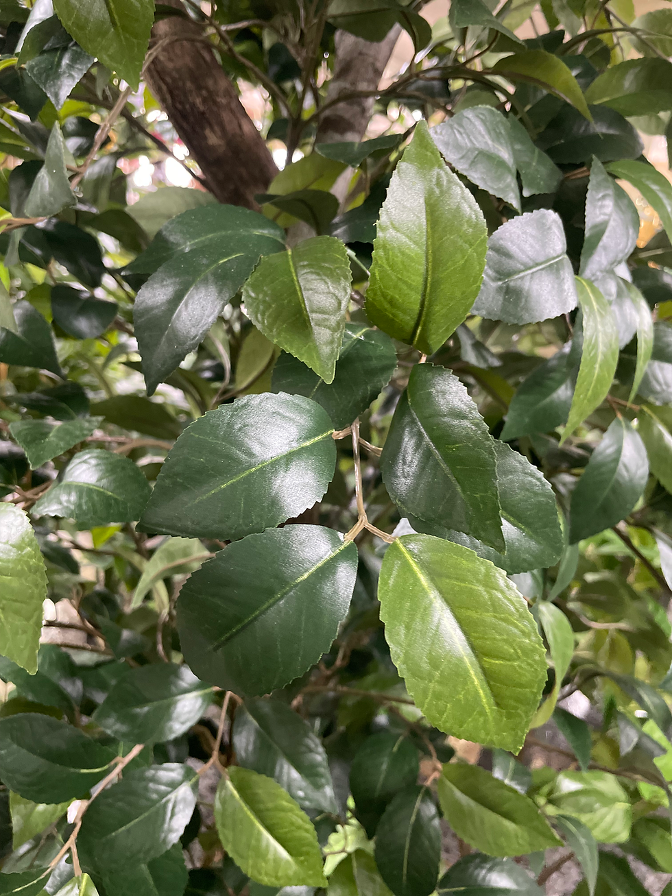 Miniatura: Arbol Tronco Natural "Camelia"