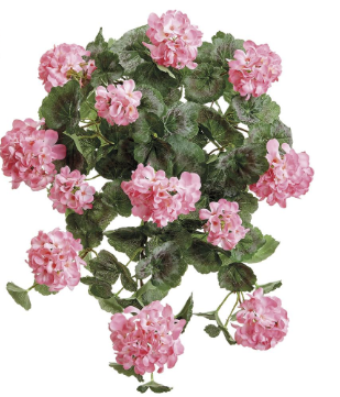 Miniatura: Geranio Bush Water Resistant