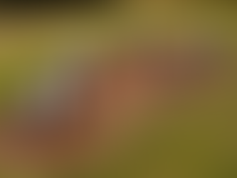 Udderly Moo-velous Makeover for MK's Concrete Cows