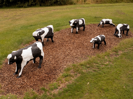 Udderly Moo-velous Makeover for MK's Concrete Cows