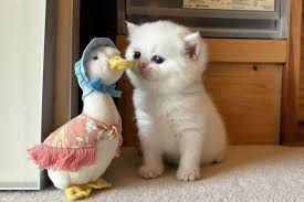 Kitten and duck.jpg
