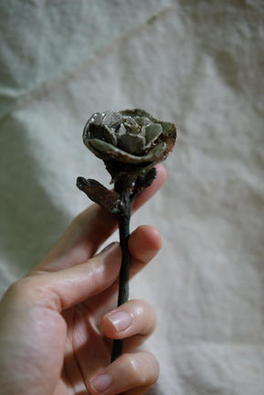 Rose/玫瑰