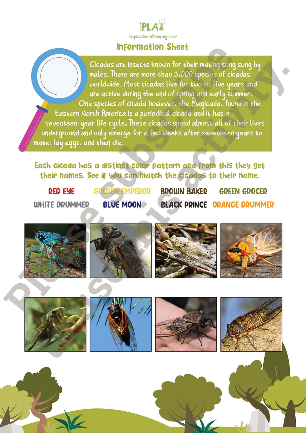 Searching For Cicadas - Information Sheet
