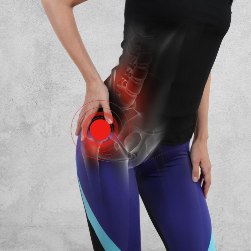 Hip skeletal muscle diagram