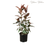 Thumbnail: Red Rubber Plant