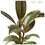 Thumbnail: Red Rubber Plant