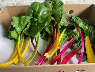 SALADSHARE #8 Chard