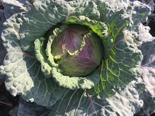 Winter cabbage recipe