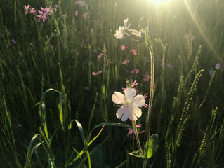 WILDLIFE FRIENDLY GARDENING