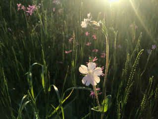 WILDLIFE FRIENDLY GARDENING 