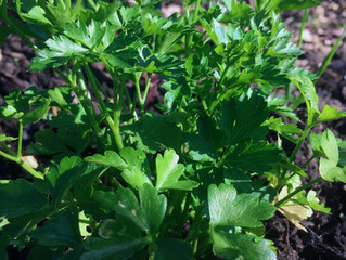 STAY HOME EAT VEG #2.2: Parsley