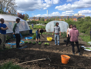 SALAD GROWING WORKSHOP