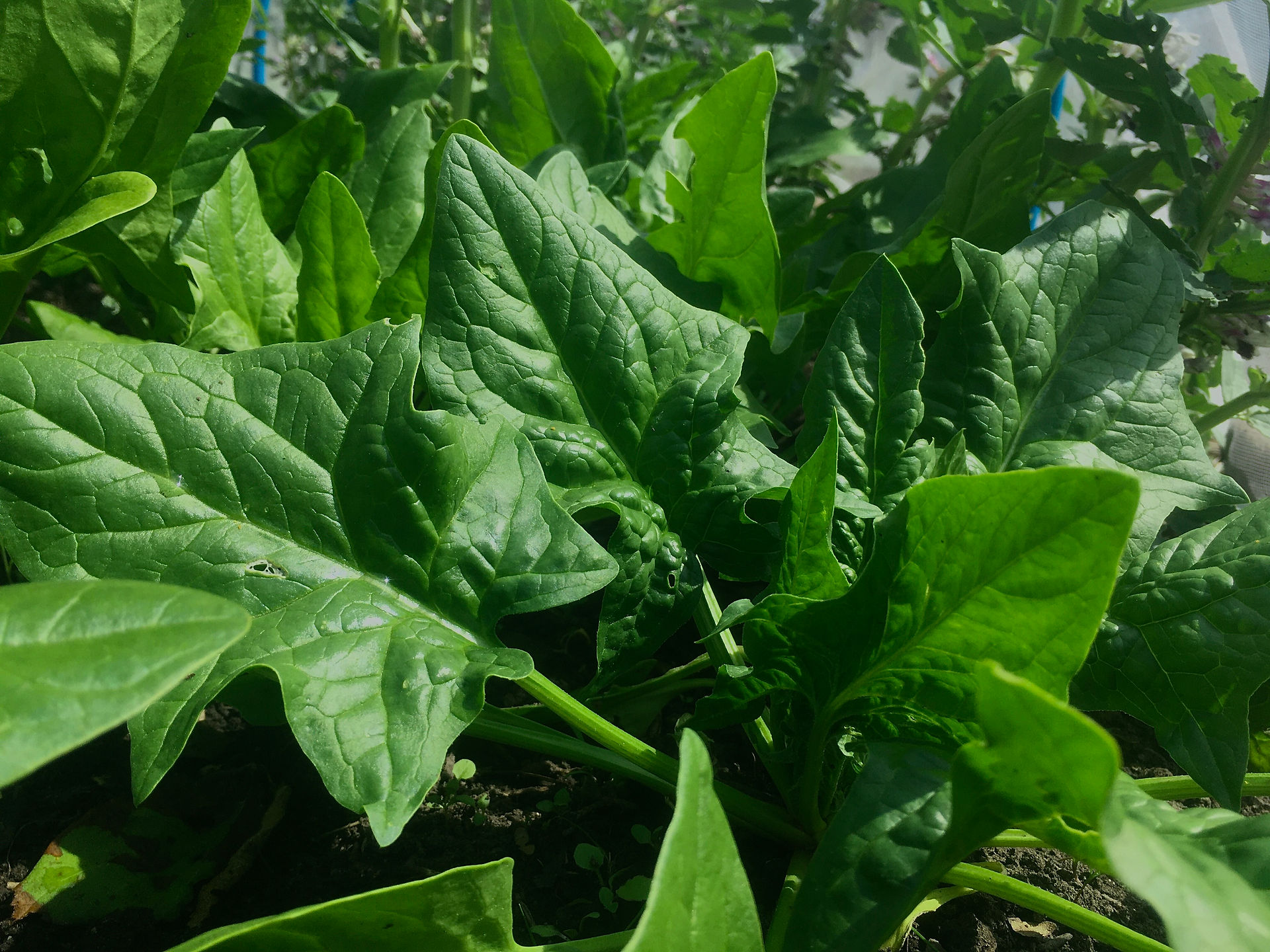 spinach