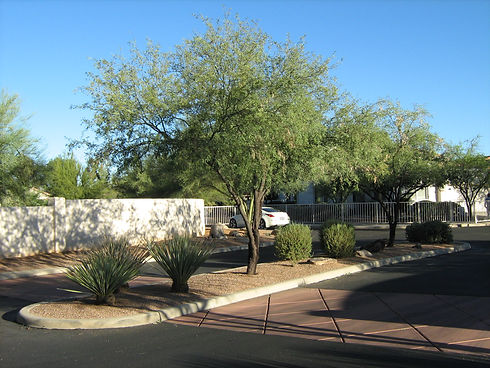 Desert Greens2.JPG