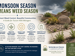Monsoon Weed Control: What Every Tucson HOA Manager Should Know