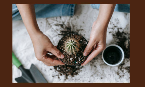 Hands plant a small cactus in soil, surrounded by gardening tools on a white cloth. The scene conveys a calm, nurturing mood.