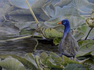 Walking on Water -Purple Gallinule (2019)