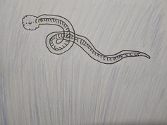 One of the siphonophore species