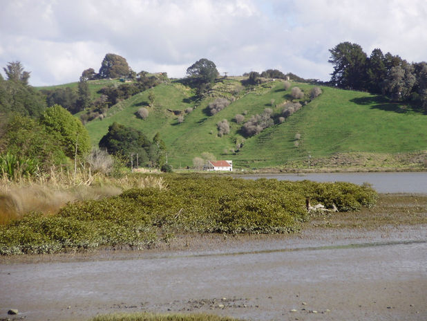 Mangroves on the eastern banks of Ohiwa Harbour