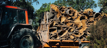 CLESIGN Harvesting cork