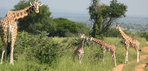 Girafe 2.jpg
