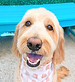 Smiling doodle freshly groomed at The Blissful Pup