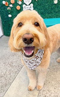 Smiling doodle representing crate-free grooming environment