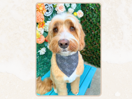 A tan-and-white doodle dog with expressive brown eyes sits on a blue grooming platform, wearing a gray patterned bandana. The dog faces the camera with a freshly groomed coat, framed by a floral backdrop of soft peach, white, and green flowers.