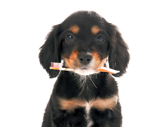 Cute dog with toothbrush on white backgr