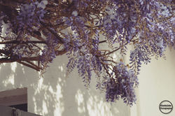 Ciel fleurit