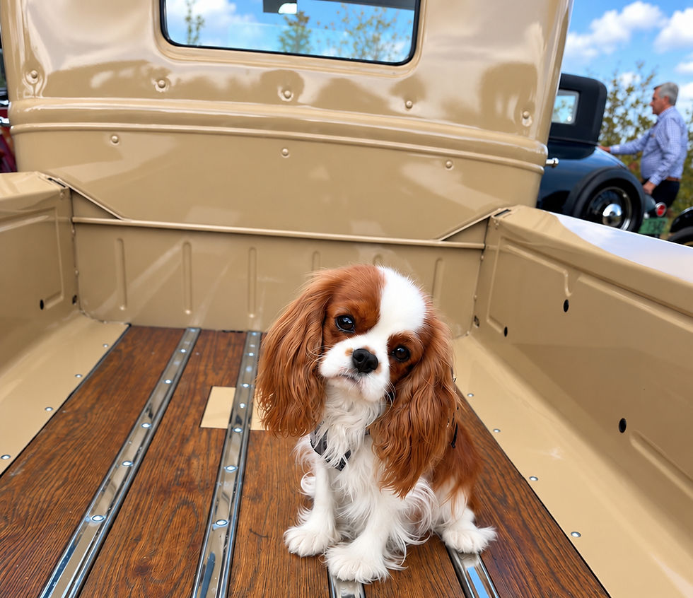 Coco sitting in the Back of a beautiful Model A Pick-up Truck