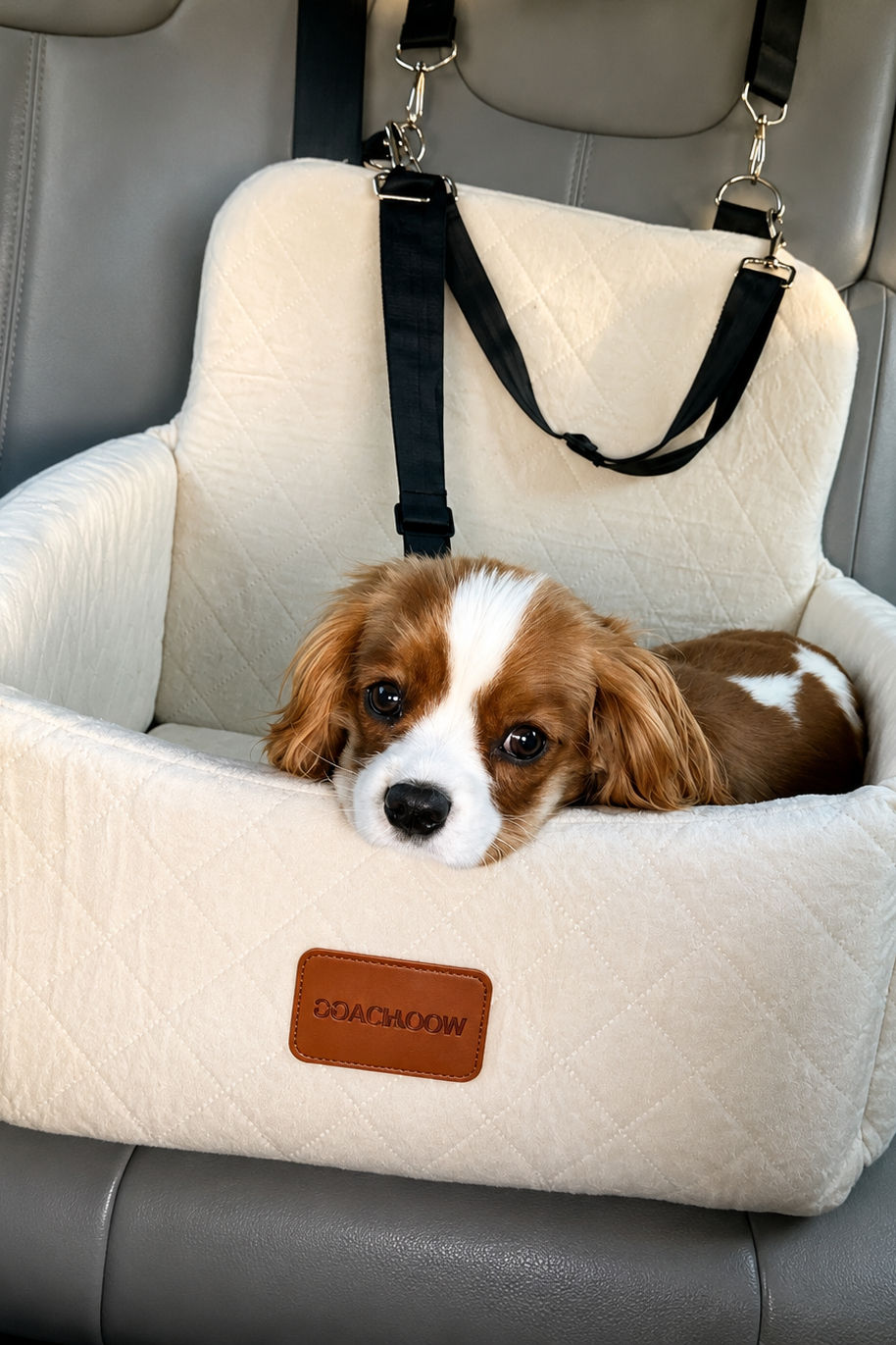 Riding in his car seat, toward a fun adventure