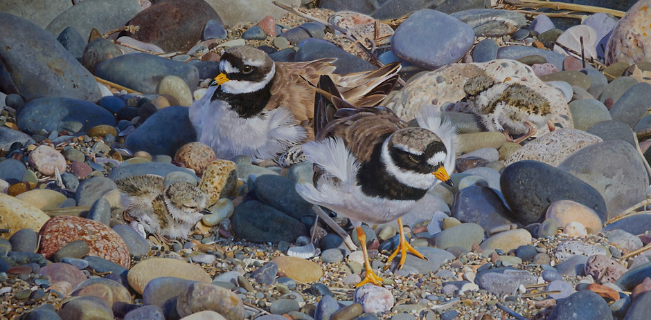 Painting of ringed plover parents and chicks at nest sight on a pebble beach.
