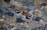 Ringed plover parents at nest with 2 chicks