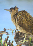 Bittern at the edge of marsh