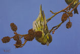 Siskin on alder tree 