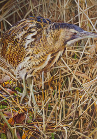 Bittern in reedbed