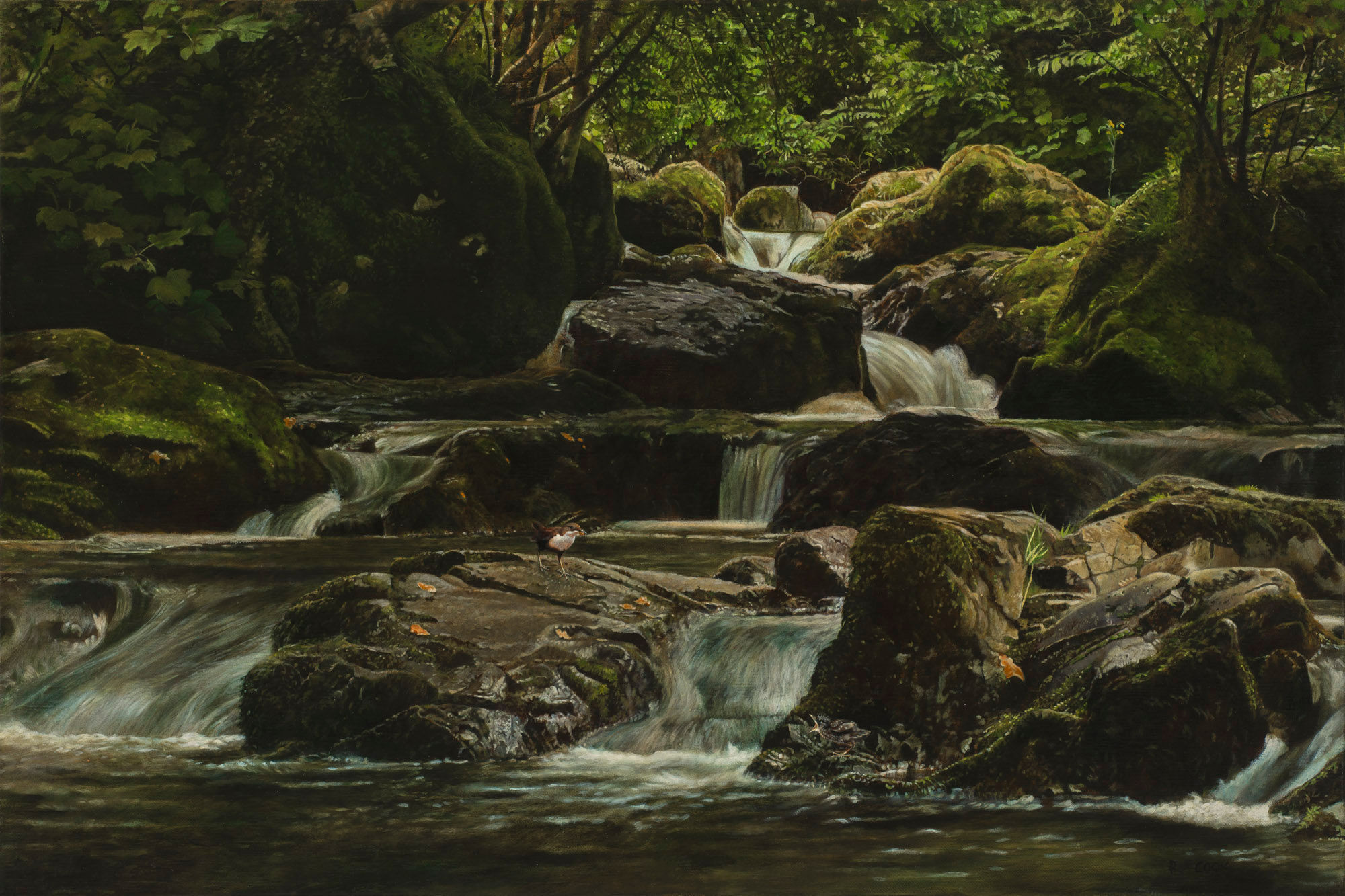 Dippers on a fast flowing river.