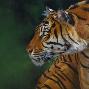 Endangred Sumatran Tiger 