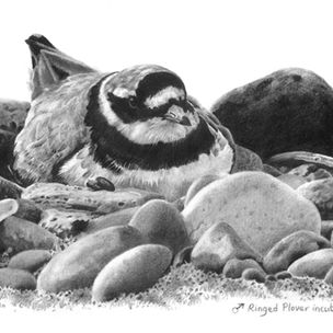 Ringed Plover Portrait