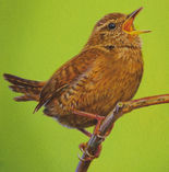 Singing wren on bright green background