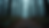 Close-up view of a haunting forest